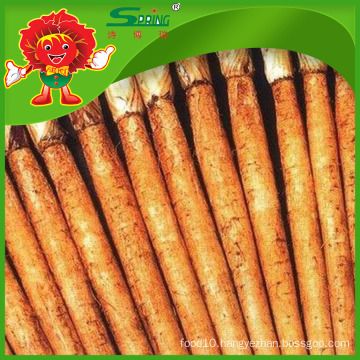 Organic cultivated burdock root for sale